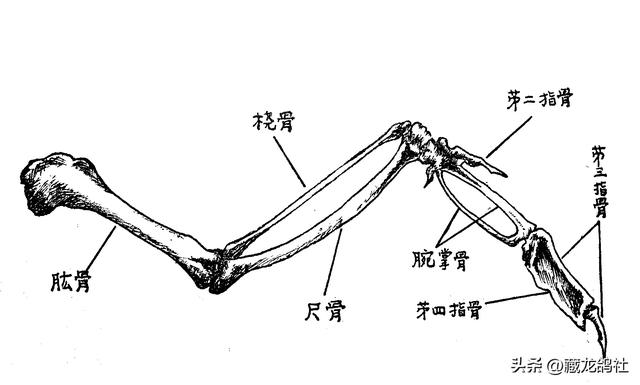 优秀信鸽该有的羽翼形态
