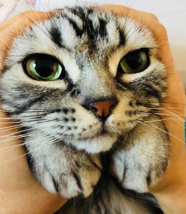 猫咪为什么喜欢被抚摸及正确的撸猫姿势？