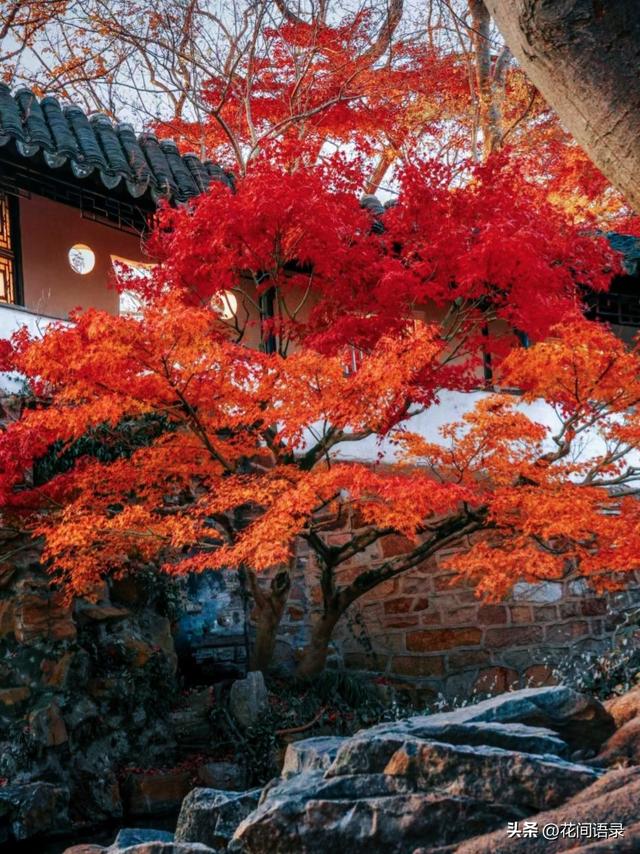 苏州园林因“红到极致的枫树走红”，拍照美如画，越看越漂亮
