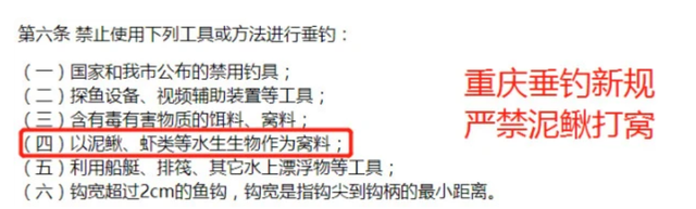 重庆男子，把泥鳅切碎打窝钓鳊鱼，这算不算泥鳅钓鱼？