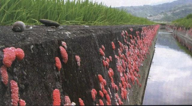 柳州公园惊现“食人鱼”！满口利齿模样吓人，物种入侵有多严重？