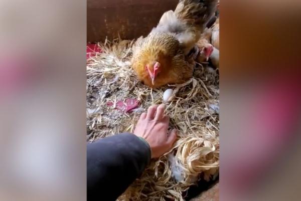 中国小伙和母鸡“斗智斗勇”让外国网友笑出眼泪来了