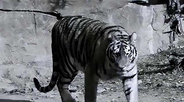 打虎英雄陈耆芳，为孙复仇打死138只老虎，周总理亲自接见