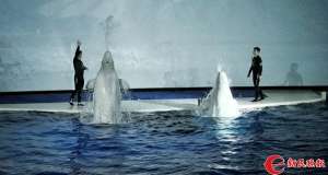 小白鲸(习惯了驯养生活，小白鲸是否有能力回归大海？)