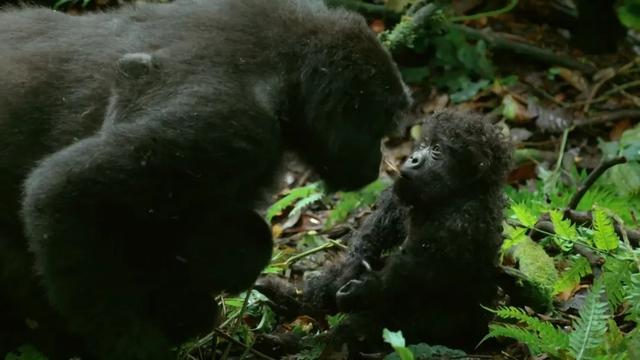 荒野间谍第二季-大迁徙队伍里的间谍红蟹
