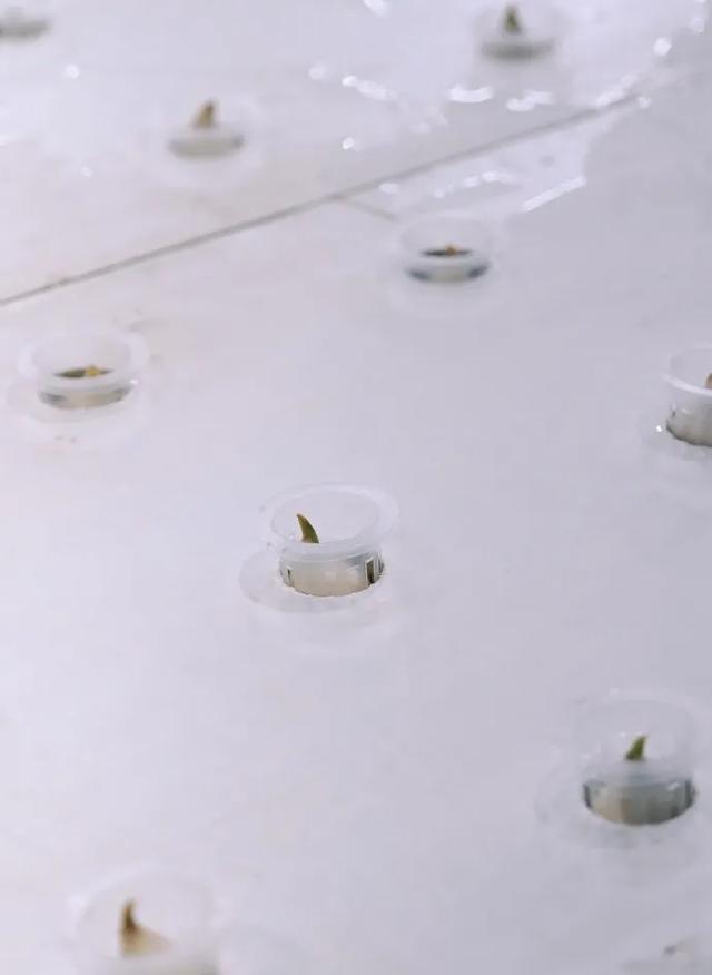 《种地吧》里的卓沅：成长在田园间的希望之光