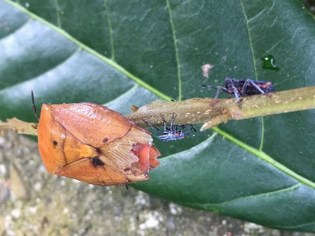 随处可见的臭屁虫，现在怎么消失了？云南人当美食吃到300元一斤