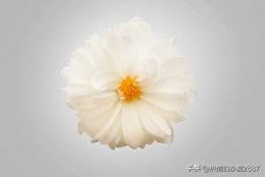 撒谎(撒谎（短篇小说）)