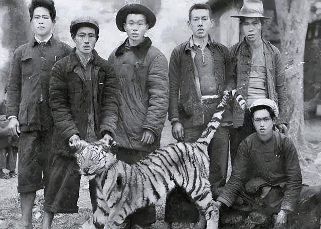 打虎英雄陈耆芳，为孙复仇打死138只老虎，周总理亲自接见