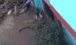 人与兽黄色录像(印度上演现实版“武松打虎” 60岁男子大战凶猛母豹)