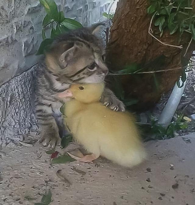 40张可爱的鸭子照片,温馨又治愈,心都融化了