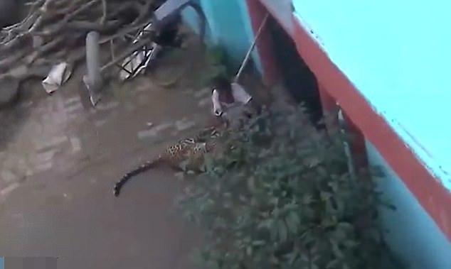 印度上演现实版“武松打虎” 60岁男子大战凶猛母豹