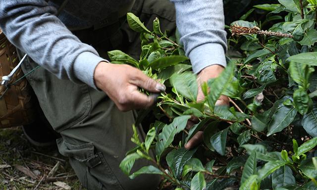 为何现在的茶没有以前的好喝？20年喝茶经验的老茶客，深度分析