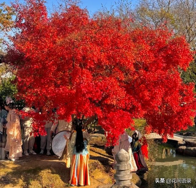 苏州园林因“红到极致的枫树走红”，拍照美如画，越看越漂亮