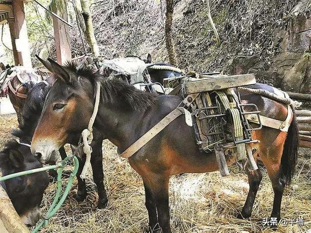 为什么有人说骡子怀孕必死？骡子真的不能生育吗？