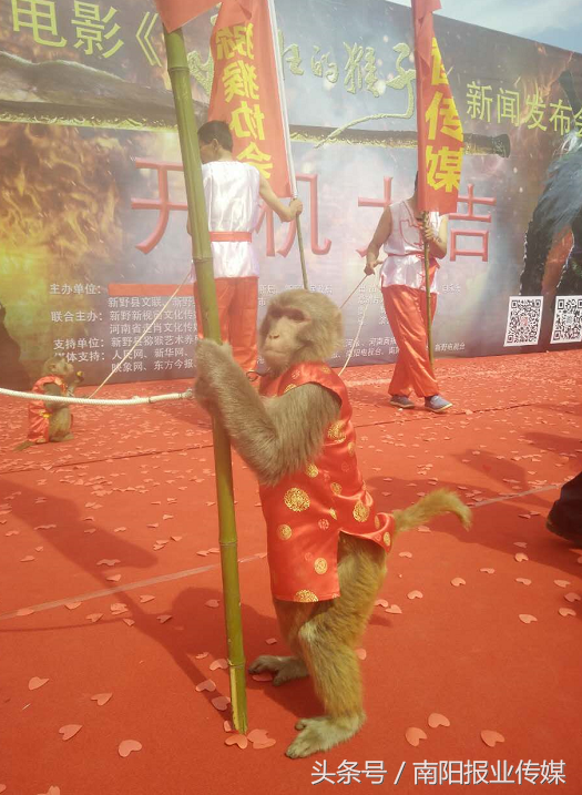 《疯狂的猴子》：独一无二的“新野猴”