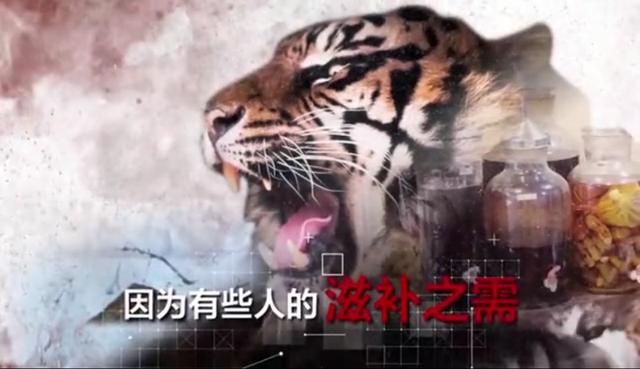 “别再伤害我！”听，它们的惊心告白……