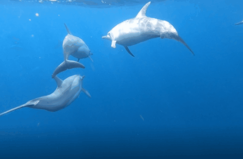 荒野间谍第二季-大迁徙队伍里的间谍红蟹