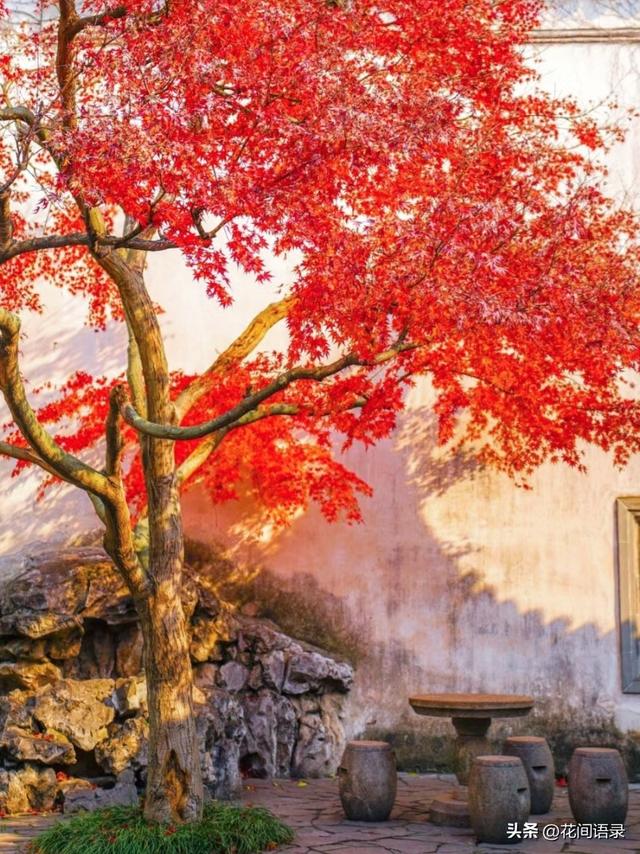 苏州园林因“红到极致的枫树走红”，拍照美如画，越看越漂亮