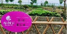 红柘、金稻、粉蔬，奉贤这个村的“庭院经济”有看头！