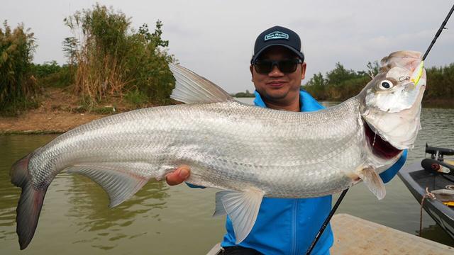 重庆男子，把泥鳅切碎打窝钓鳊鱼，这算不算泥鳅钓鱼？