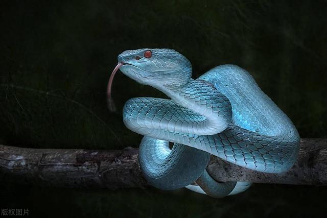 白娘子与许仙故事的早期版本,充满情欲与血腥