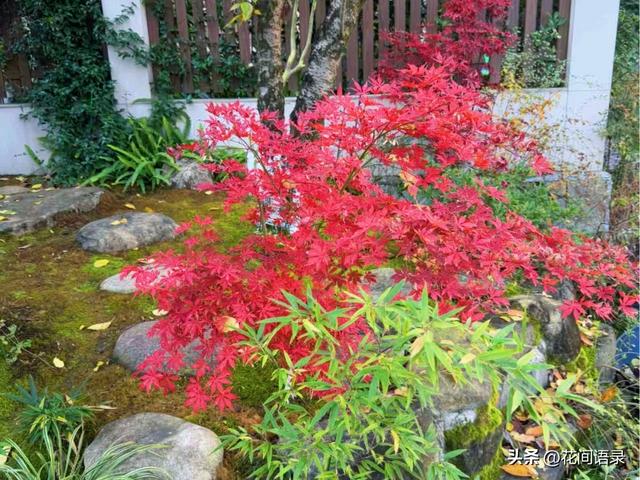 苏州园林因“红到极致的枫树走红”，拍照美如画，越看越漂亮