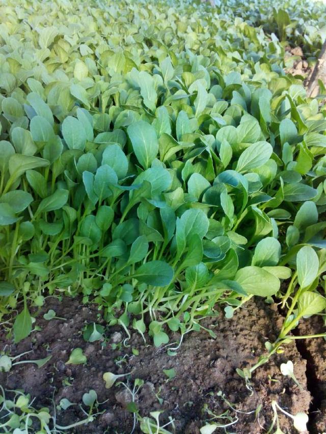 鸡毛菜，煮汤好？炒菜好？