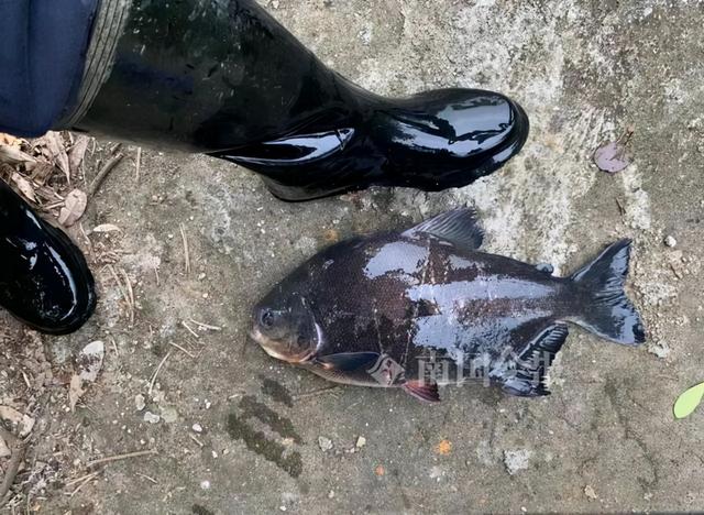 柳州公园惊现“食人鱼”！满口利齿模样吓人，物种入侵有多严重？