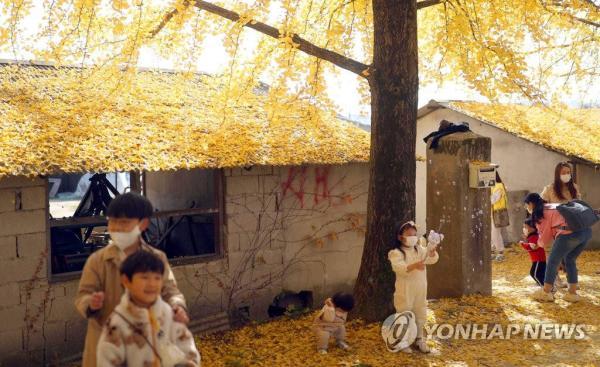 韩国庆尚南道银杏大道晋升网红打卡地