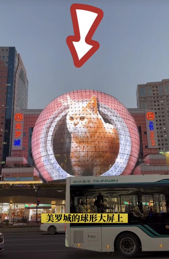 “最大胖橘”现身上海徐家汇,屏幕后的他说萌猫“很治愈”