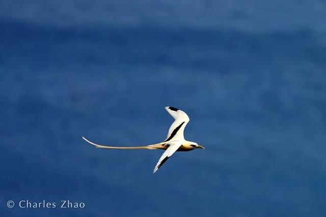 荒野间谍第二季-大迁徙队伍里的间谍红蟹