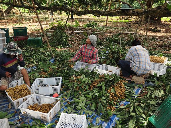 为龙画眼——柬埔寨汗水，泰国甜蜜与中国舌尖