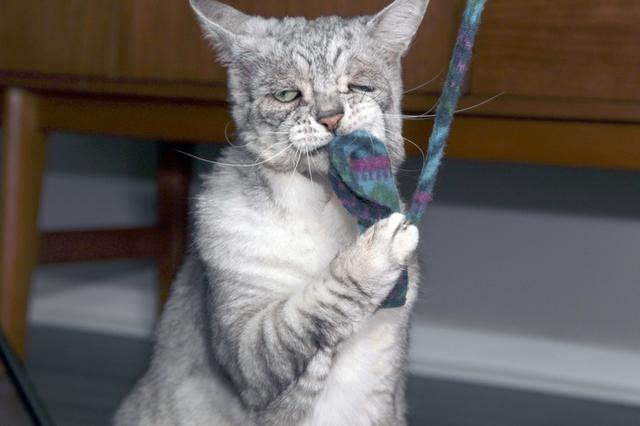 好丧!英国猫咪患“松皮症”面部下垂满面愁容