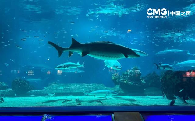 时光里丨长江追鲟四十年 他说保护中华鲟的人没有放弃