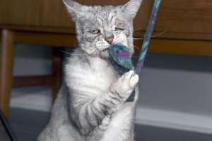 愁容(好丧英国猫咪患“松皮症”面部下垂满面愁容)