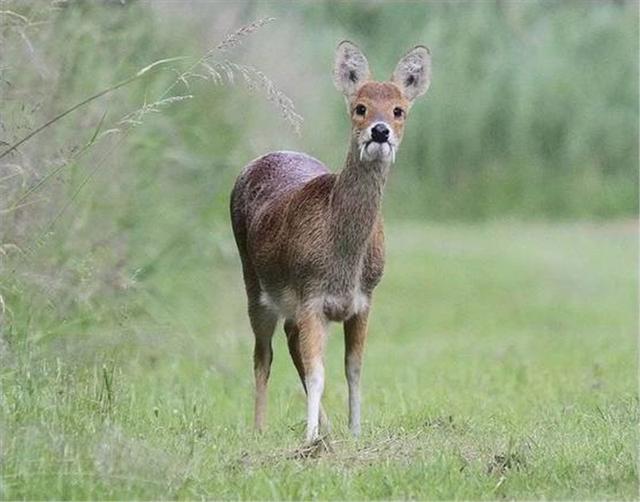 吉林桦甸出现长獠牙的香獐,雄性争斗很凶猛,遇老虎却没命逃跑
