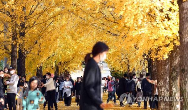 韩国庆尚南道银杏大道晋升网红打卡地