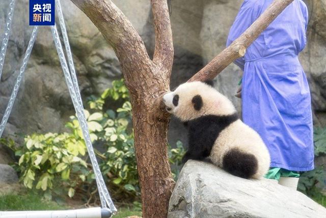 萌翻全场！香港首对龙凤胎大熊猫宝宝正式亮相
					</div>
					<div class=