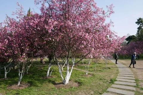 张郎娶了李海棠