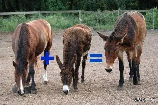 为什么有人说骡子怀孕必死？骡子真的不能生育吗？