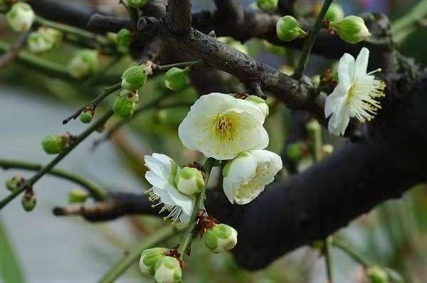 晚潮｜素贞和淑真