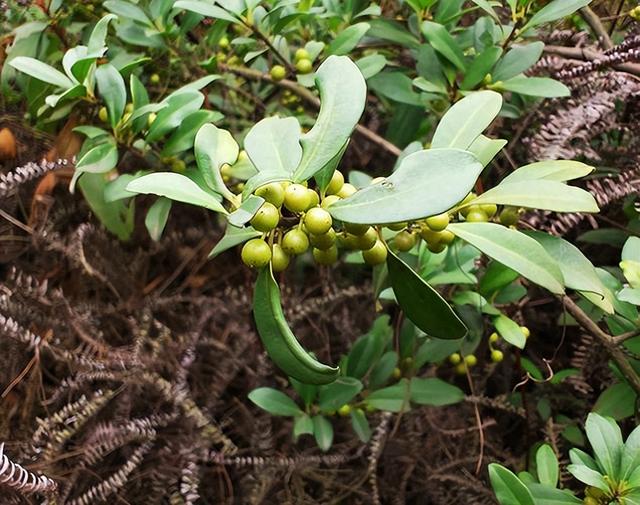 山中野果(炮筒果)