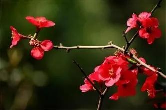 张郎娶了李海棠