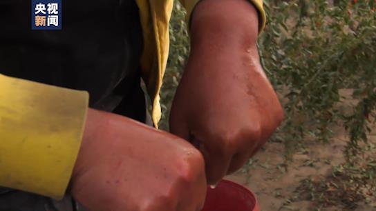 坐着高铁看中国丨行走“天路”最美青藏线！小小枸杞撑起戈壁绿洲