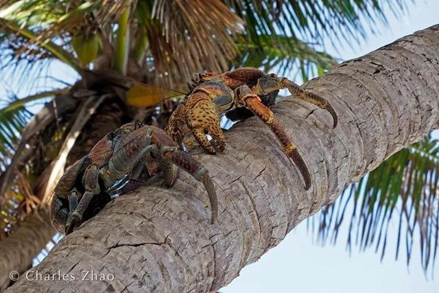 荒野间谍第二季-大迁徙队伍里的间谍红蟹