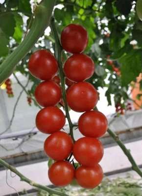 西红市(西红柿在各地的方言叫法，你知道几个？)