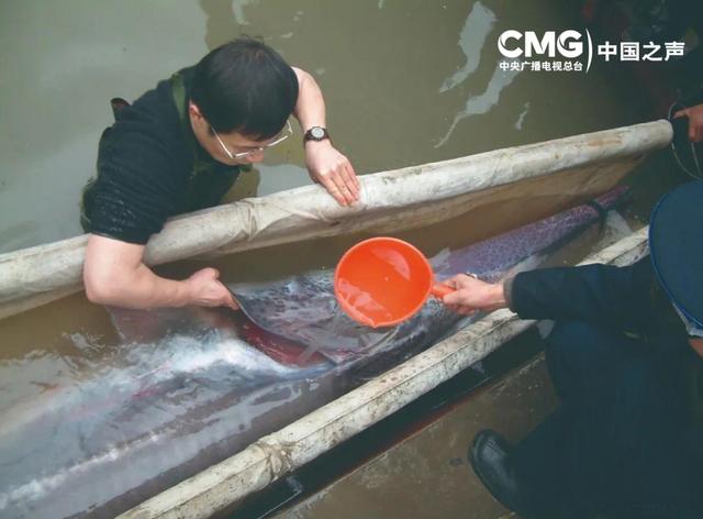 时光里丨长江追鲟四十年 他说保护中华鲟的人没有放弃