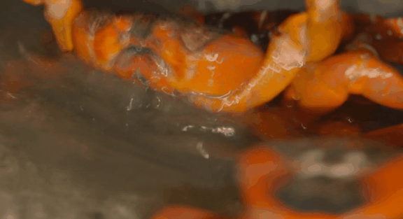 荒野间谍第二季-大迁徙队伍里的间谍红蟹