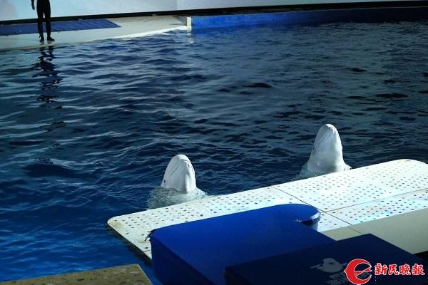 习惯了驯养生活，小白鲸是否有能力回归大海？